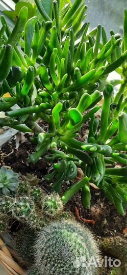 Крассула голум, комнатные растения