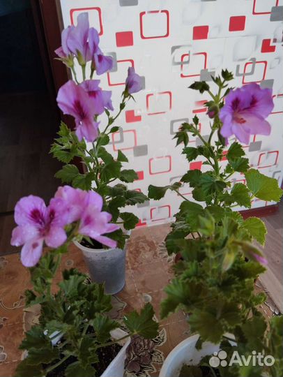 Герань пеларгония