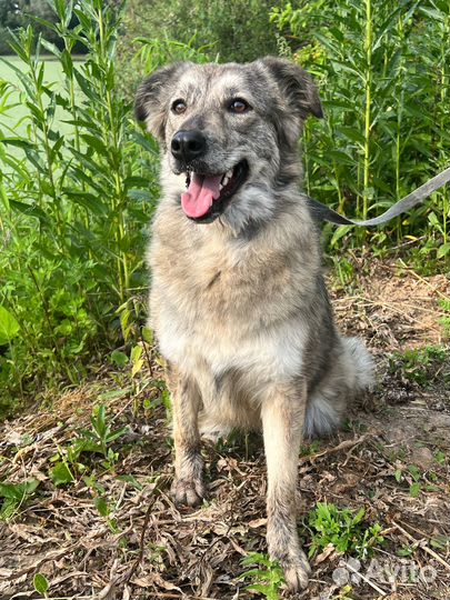 Собака девочка Айна 1,5 года ищет семью