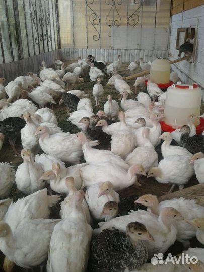 Месячные индюшата