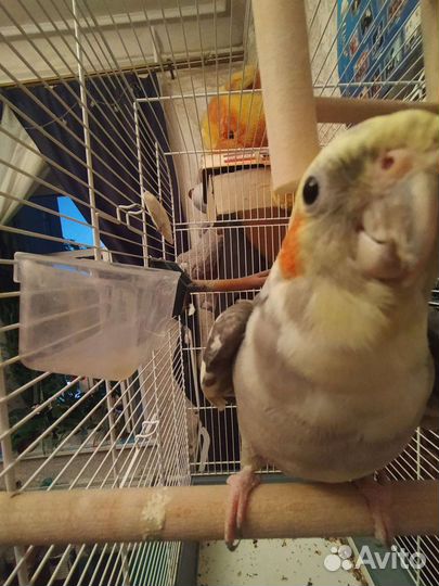 Передержка (зооняня)