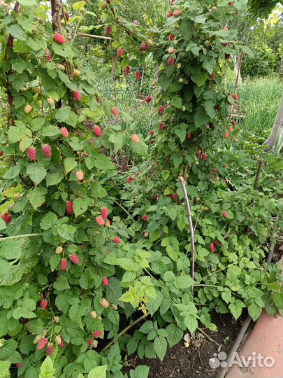 Еже малина тайберии кумберленд саж