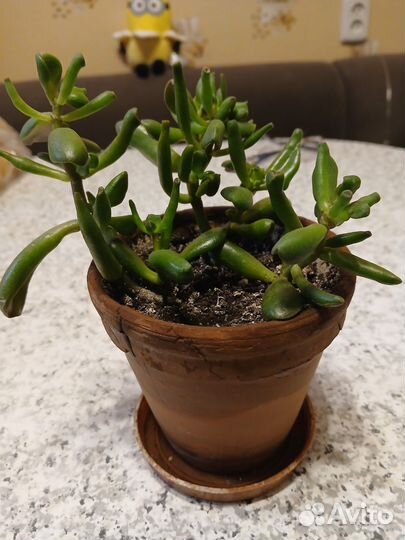 Красула хоббит