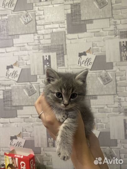 Котенок