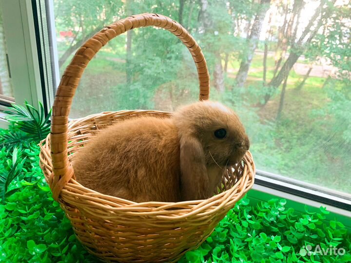 Карликовые крольчата мини