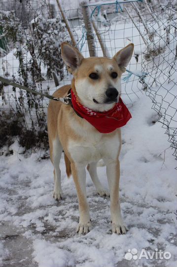 Песик Лис-красивый, рыженький умничка ищет дом