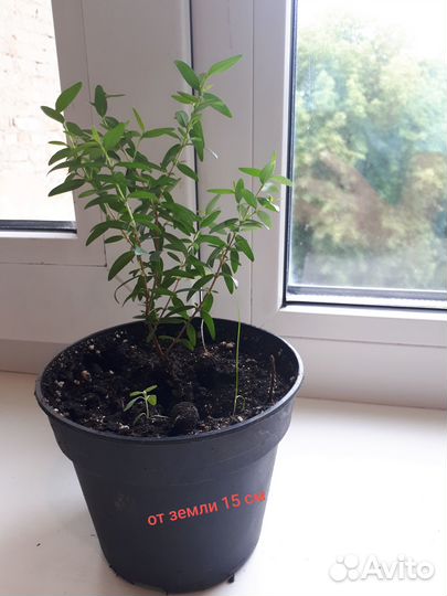 Продам саженцы Мирта-Миртового дерева