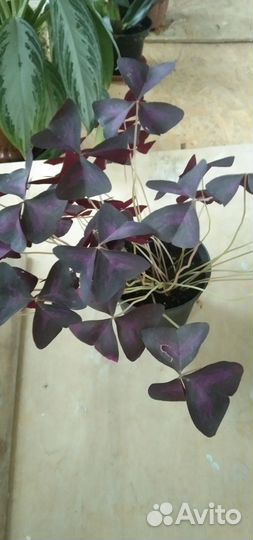 Кислица оксалис