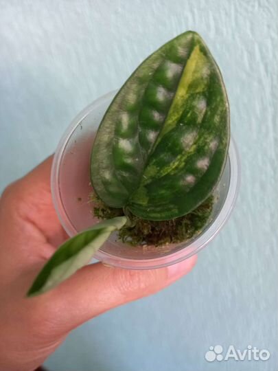 Монстера Карстенианум Вариегатная