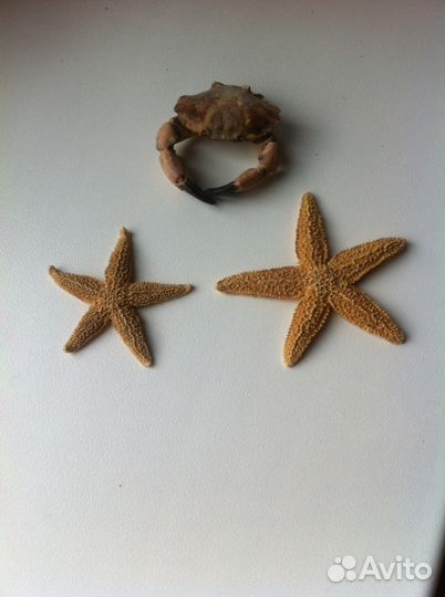 Сувениры из морских раковин