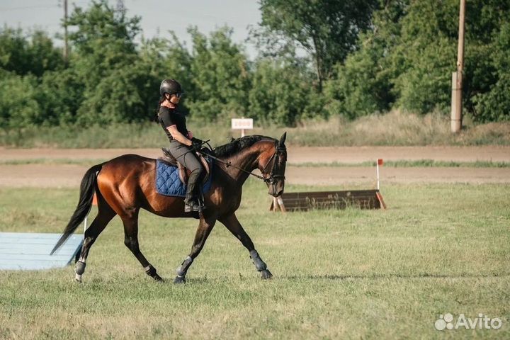 Жеребец в спорт