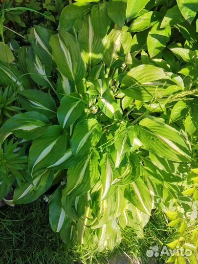 Хоста большие кусты