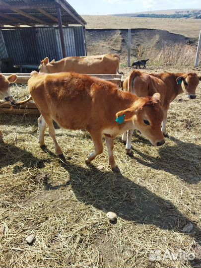 Коровы джерсийской породы (молочная)