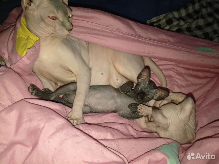 Канадский сфинкс котенок