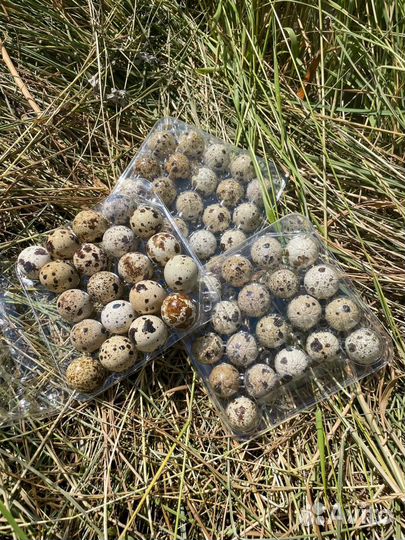 Яйца перепелиные