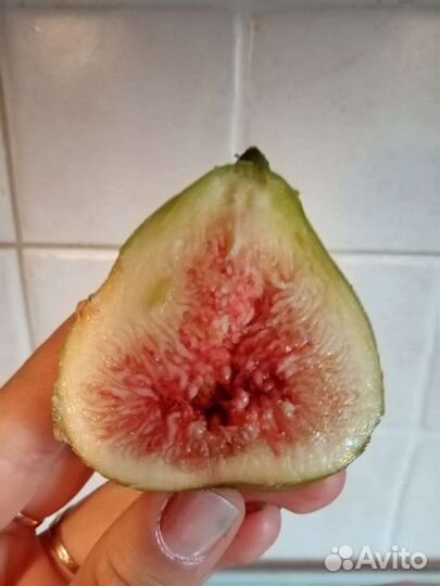 Саженцы инжира белого