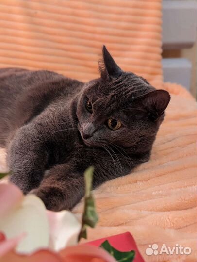 Обречённая на одиночество. Кошечка в дар