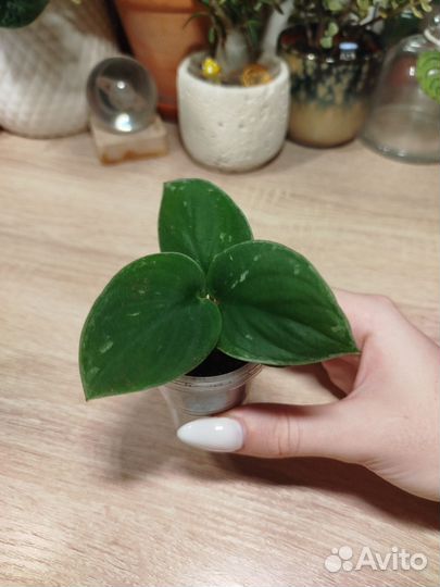 Сциндапсус Сильвер Энн (Анна)