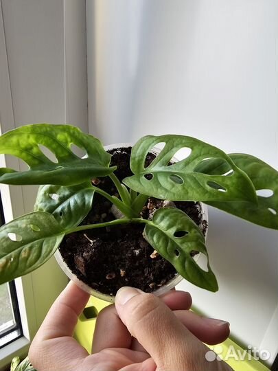 Монстера манки маск