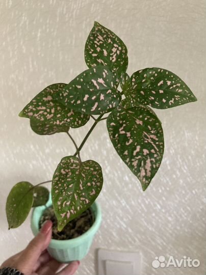 Комнатные растения