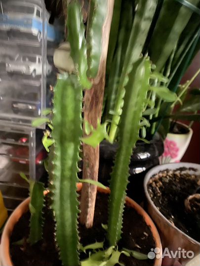 Спатифиллум