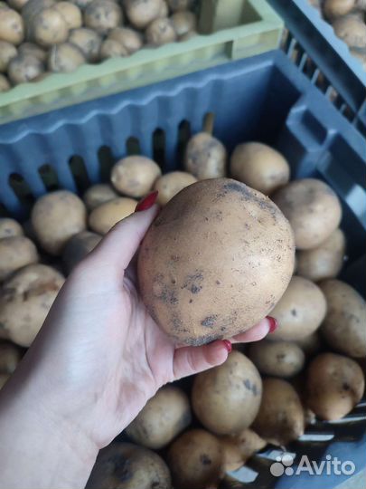 Картофель свежий урожай