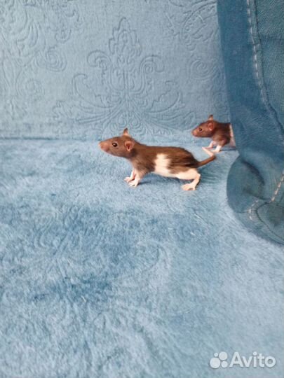 Крыса дамбо