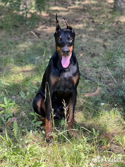 Доберман вязка