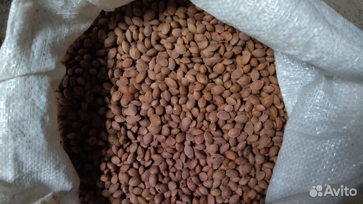 Косточка Алычи