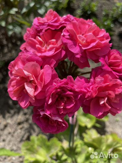 Пеларгония юв-Византия