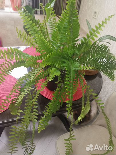 Папоротник