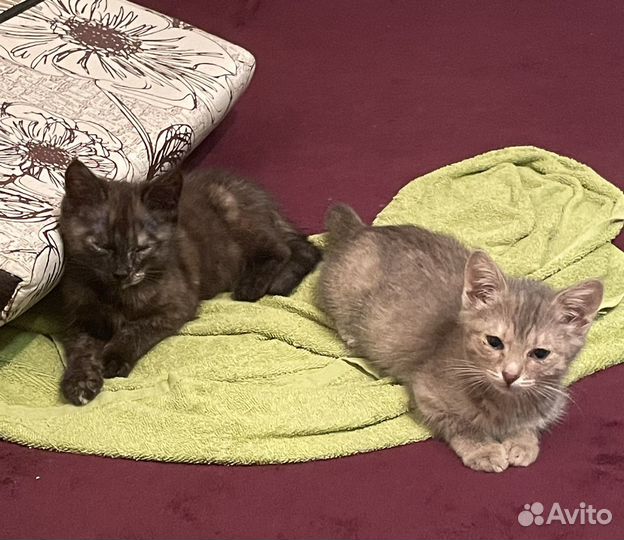 Котята в добрые руки