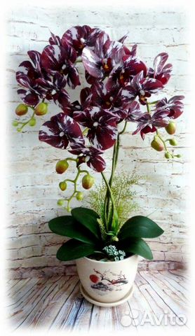 Орхидея интерьерная 