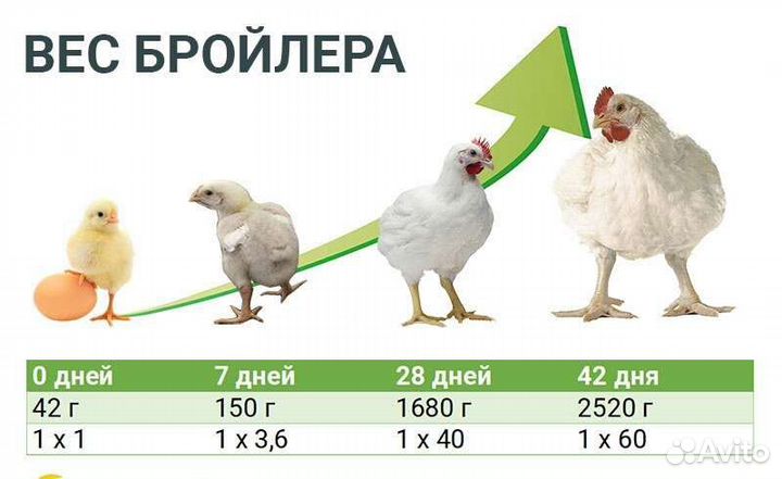 Цыплята