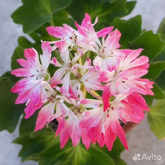 Пеларгония / герань более 200 видов в наличии