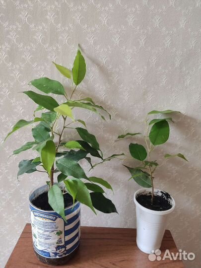 Фикус Экзотика