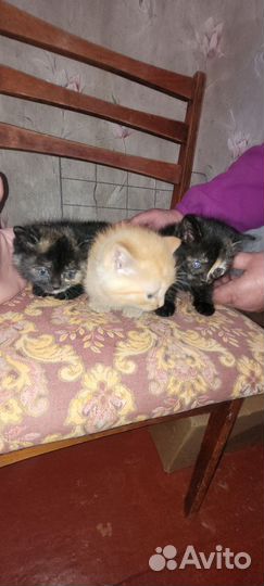 Котята в добрые руки бесплатно