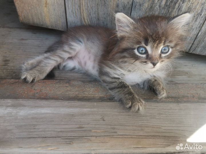 Котенок в добрые руки