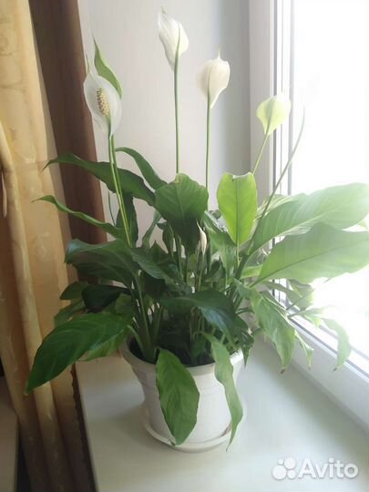Спатифиллум детка