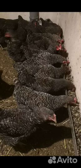 Ракушка для кур