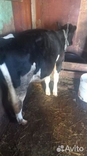 Продаю телку голштинской породы
