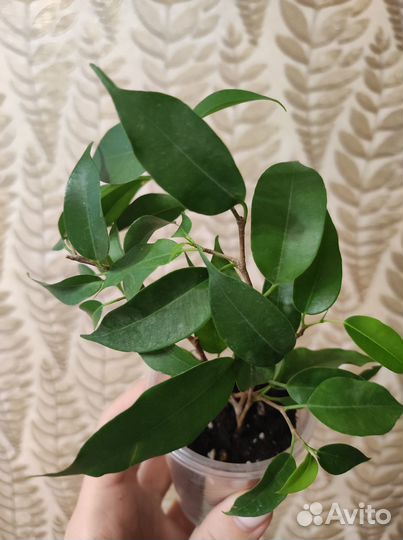 Фикус бенджамина наташа