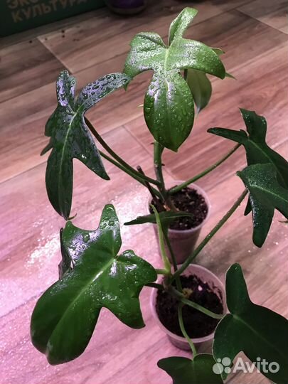 Комнатные и офисные цветы.Филодендрон