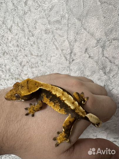 Реснитчатый бананоед самки