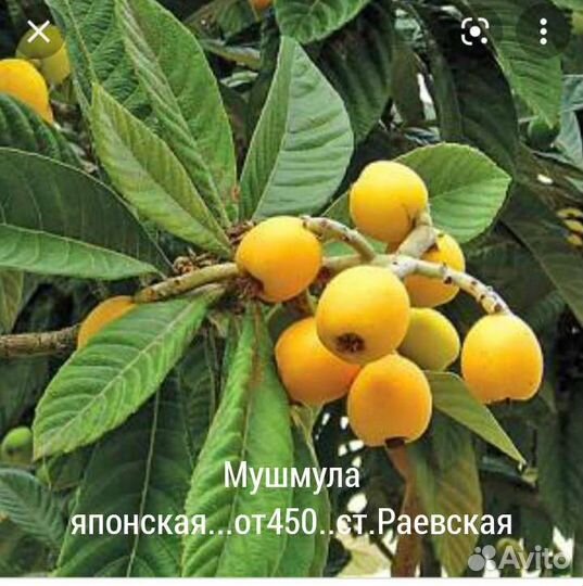 Вечнозеленые садовые растения