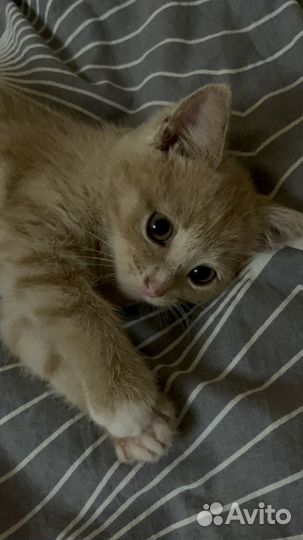 Кошка в дар бесплатно