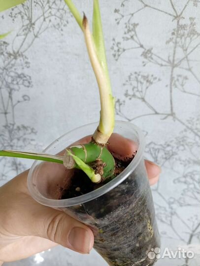 Монстера минима Рафидофора тетрасперма