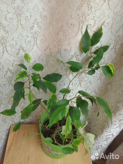 Фикус бенджамина 3 сорта