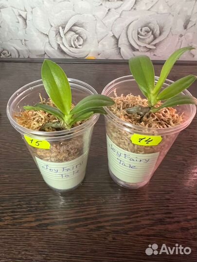 Орхидея фаленопсис Joy Fairy Tale