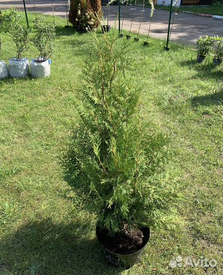 Туя брабант